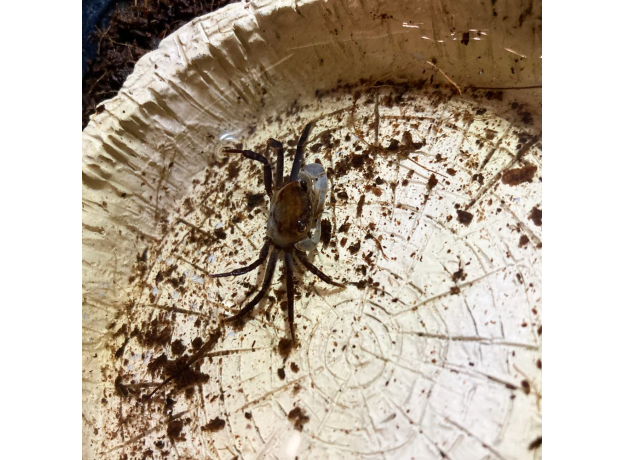 Краб панда (Lepidothelphusa cognetti)