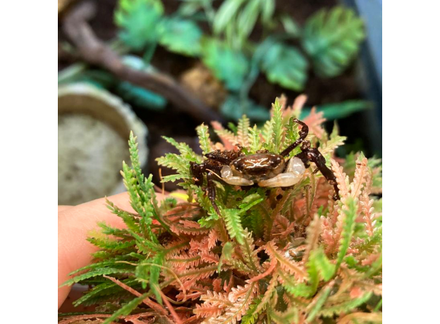 Краб панда (Lepidothelphusa cognetti)