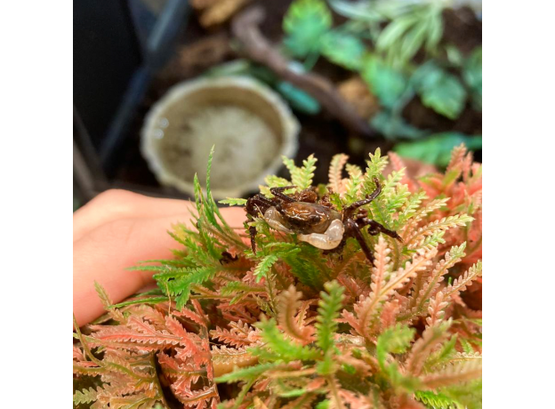 Краб панда (Lepidothelphusa cognetti)