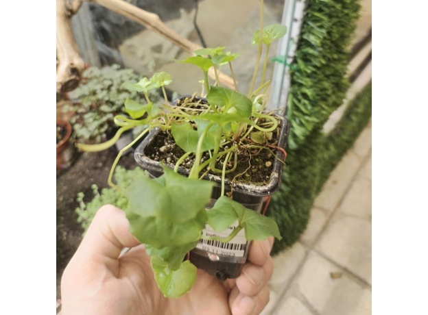 Фиалка (viola palustris)