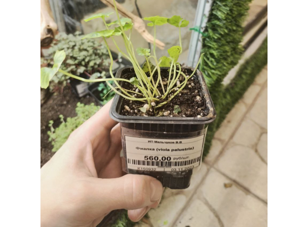 Фиалка (viola palustris)