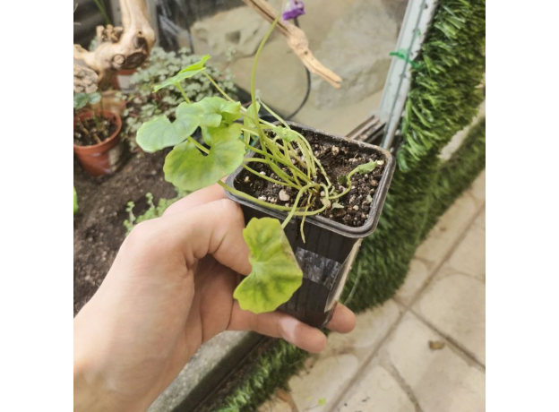 Фиалка (viola palustris)