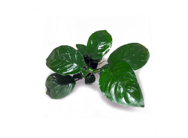 Анубиас Бартера (в горшке) (Anubias barteri var. barteri)