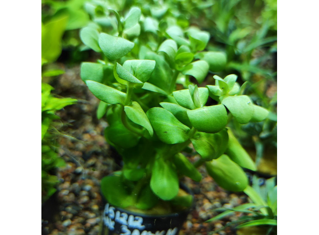 Бакопа зальцмана (в горшочке) (Bacopa sp. Salzmannii)