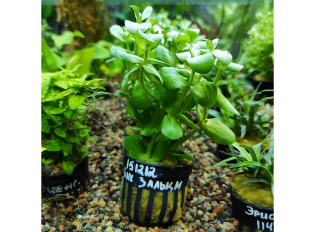 Бакопа зальцмана (в горшочке) (Bacopa sp. Salzmannii)