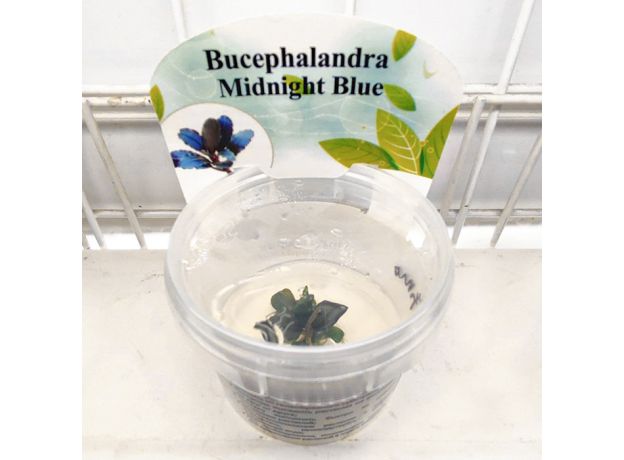 Буцефаландра Midnight Blue (меристема)