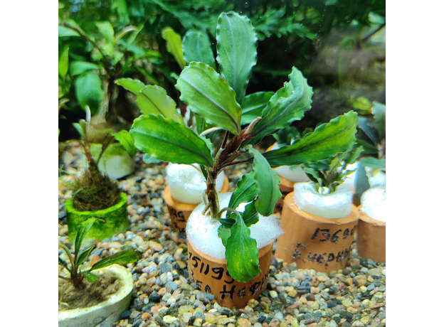 Буцефаландра Зеленый Нефрит (Bucephalandra Sanggau Green Jade) (ветка)