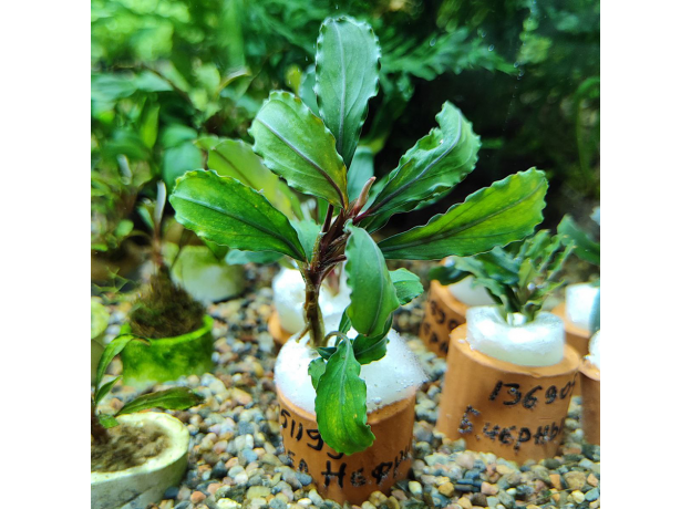 Буцефаландра Зеленый Нефрит (Bucephalandra Sanggau Green Jade) (ветка)