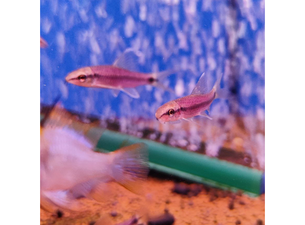 Водорослеед сетчатый "Бородоед" GLO пурпурный (Crossocheilus reticulatus)