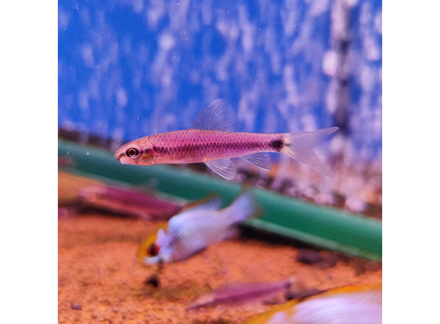 Водорослеед сетчатый "Бородоед" GLO пурпурный (Crossocheilus reticulatus)