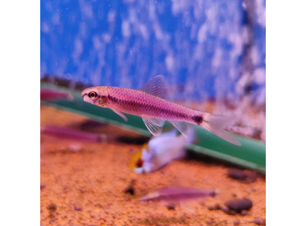 Водорослеед сетчатый "Бородоед" GLO пурпурный (Crossocheilus reticulatus)