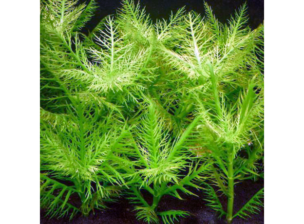 Гигрофила бальзамика (с грузом) (Hygrophila balsamica)