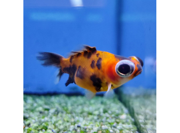 Золотая рыбка Телескоп бабочка красно-черный (M) (Carassius auratus)