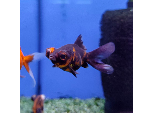 Золотая рыбка Телескоп бабочка красно-черный (M) (Carassius auratus)