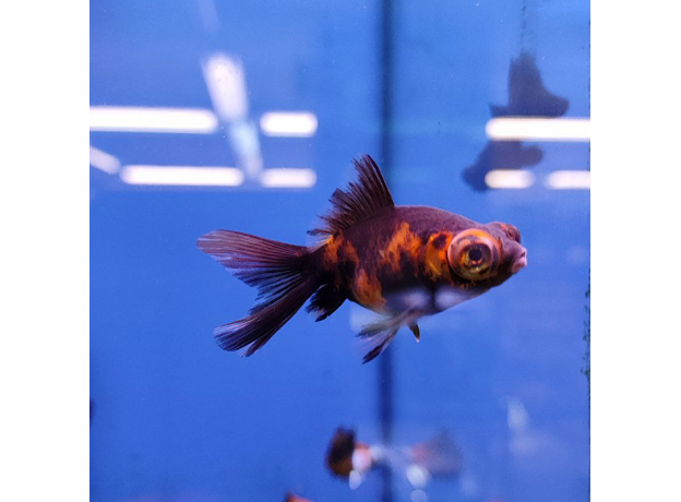 Золотая рыбка Телескоп бабочка красно-черный (M) (Carassius auratus)