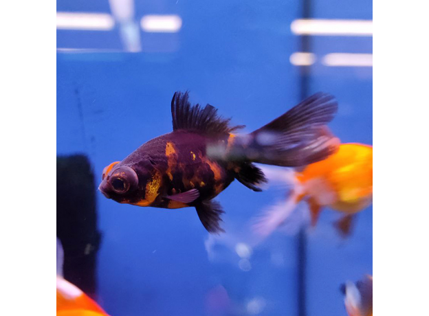 Золотая рыбка Телескоп бабочка красно-черный (M) (Carassius auratus)