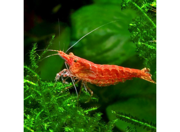 Креветка вишневая красная (Neocaridina denticulata Red Cherry)