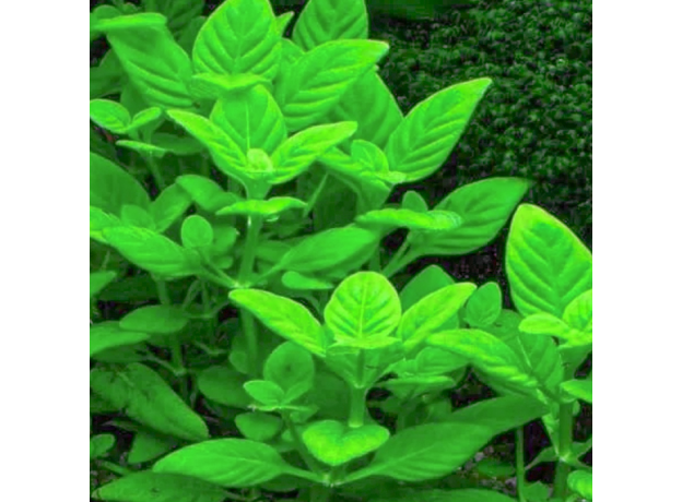 Лимнофила ругоза (с грузом) (Limnophila rugosa)