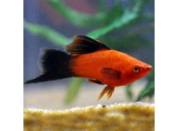 Меченосец красный чернохвостый флаговый (Xiphophorus hellerii var.)