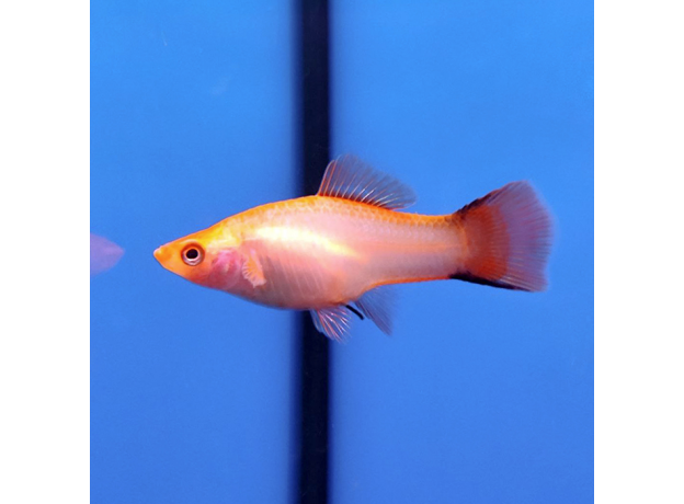 Меченосец розовый Комета XL (Xiphophorus hellerii var.)