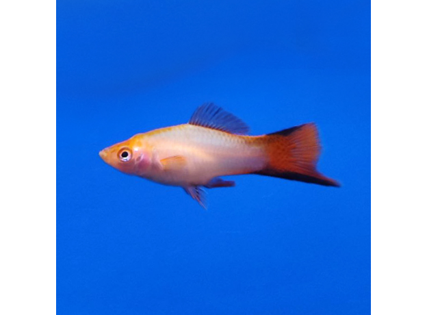 Меченосец розовый Комета XL (Xiphophorus hellerii var.)