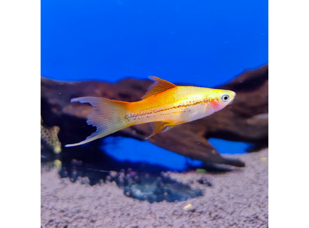 Меченосец розовый флаговый лирохвостый L (Xiphophorus hellerii)