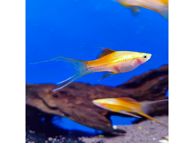 Меченосец розовый флаговый лирохвостый L (Xiphophorus hellerii)