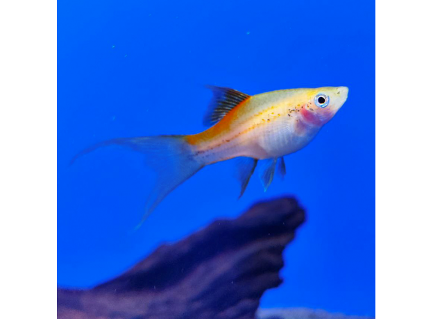 Меченосец розовый флаговый лирохвостый L (Xiphophorus hellerii)