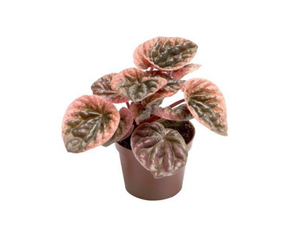 Пеперомия (Peperomia caperata abricos)