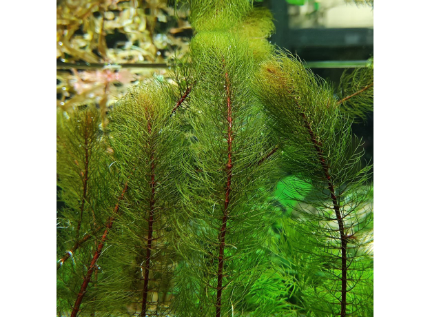 Перистолистник красный (ветка) (Myriophyllum matogrossense Red)