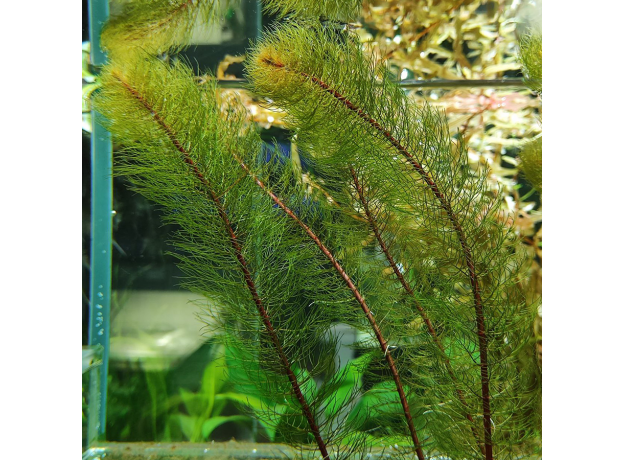 Перистолистник красный (ветка) (Myriophyllum matogrossense Red)