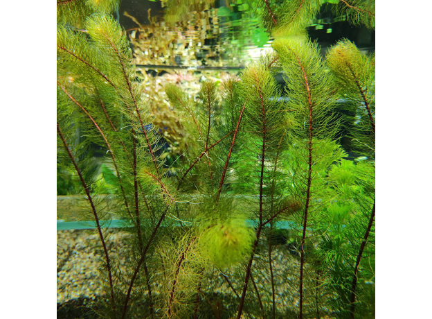 Перистолистник красный (ветка) (Myriophyllum matogrossense Red)