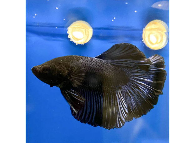 Петушок супердельта черный (самцы) (Betta splendens)
