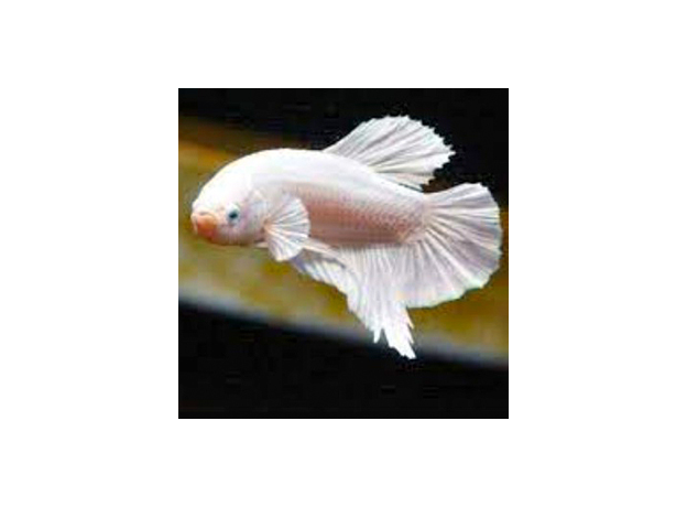Петушок плакат платина (самцы) (Betta splendens)