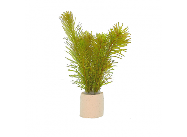 Ротала Бангладеш (с грузом) (Rotala sp. Bangladesch)