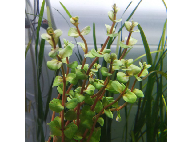 Ротала Эйч Ра (в горшке) (Rotala sp. H’Ra)