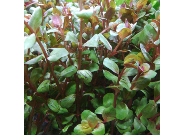 Ротала Эйч Ра (в горшке) (Rotala sp. H’Ra)