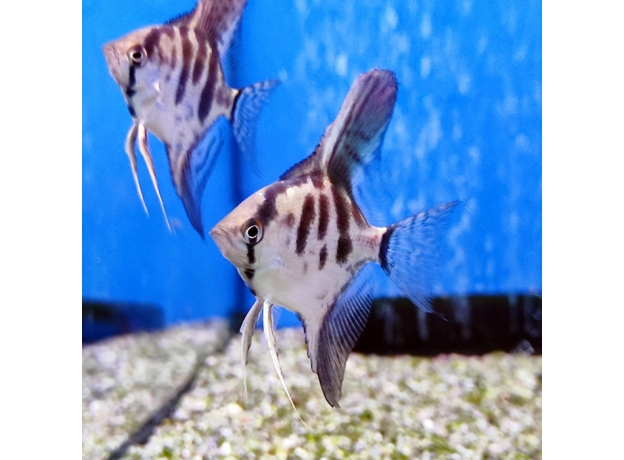 Скалярия леопардовая (S) (Pterophyllum scalare var.)