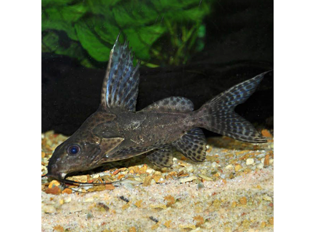 Сом Синодонтис (XL) (Synodontis sp.)