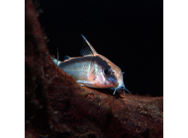 Сом коридорас аркуатус (Corydoras arcuatus)