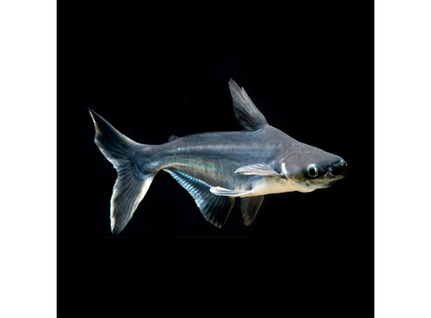 Сом пангасиус высокоплавничный (Pangasius sanitwongsei)