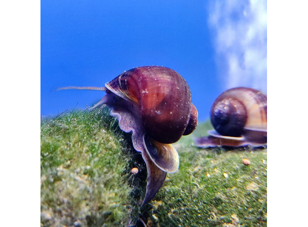 Улитка Ампулярия черничная (Pomacea bridgesii)