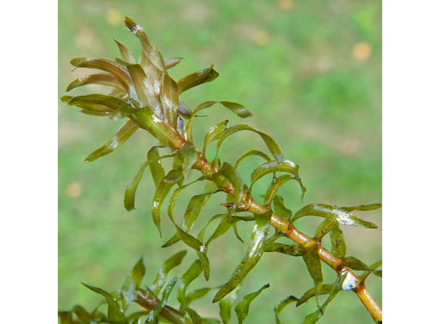 Элодея натталля (с грузом) (Elodea nuttallii)