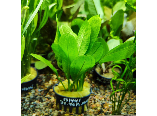 Эхинодорус Черная амазонка (в горшке) (Echinodorus parviflorus)