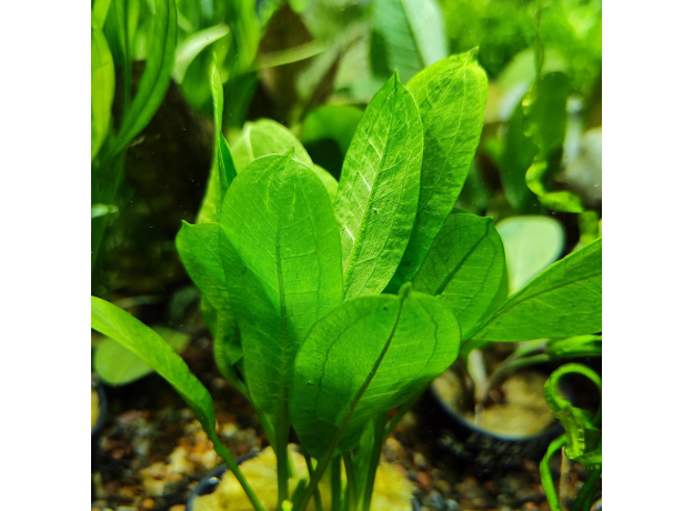 Эхинодорус Черная амазонка (в горшке) (Echinodorus parviflorus)