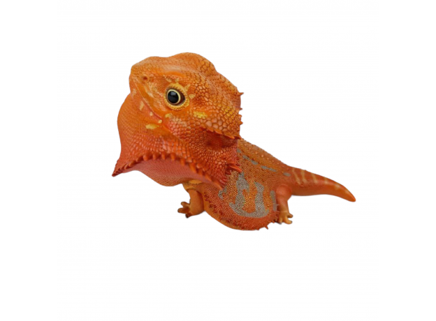 Коллекционная фигурка Бородатая агама красная (Pogona vitticeps red)