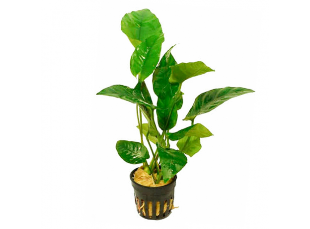 Анубиас Бартера полосатый (L) (в горшочке) (Anubias barteri var.Striped)