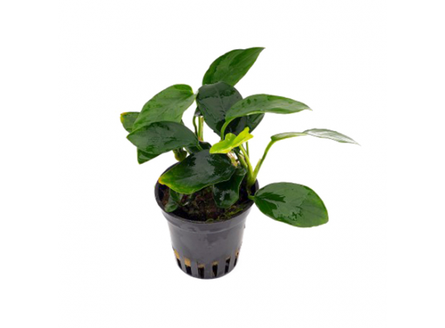 Анубиас нана копьевидный (в горшочке) (Anubias nana Spear Leaf)