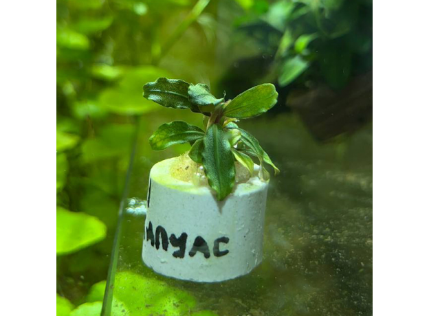 Буцефаландра Брауни Капуас (ветка) (Bucephalandra kapuas brownie)