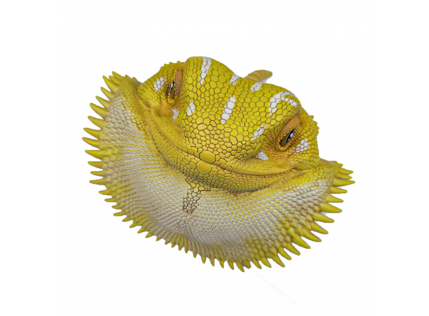 Коллекционная фигурка Бородатая агама желтая (pogona vitticeps yellow) большая